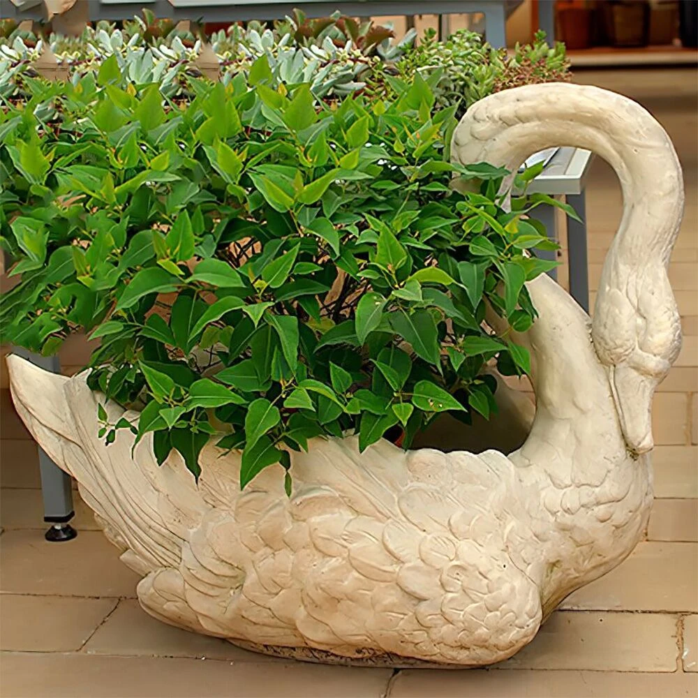 Einzigartige Pflanzschale Zum Bepflanzen - Schwan Aus Wetterfestem Steinguss - Erasmia 1 Einzigartige Pflanzschale Zum Bepflanzen - Schwan Aus Wetterfestem Steinguss - Erasmia
