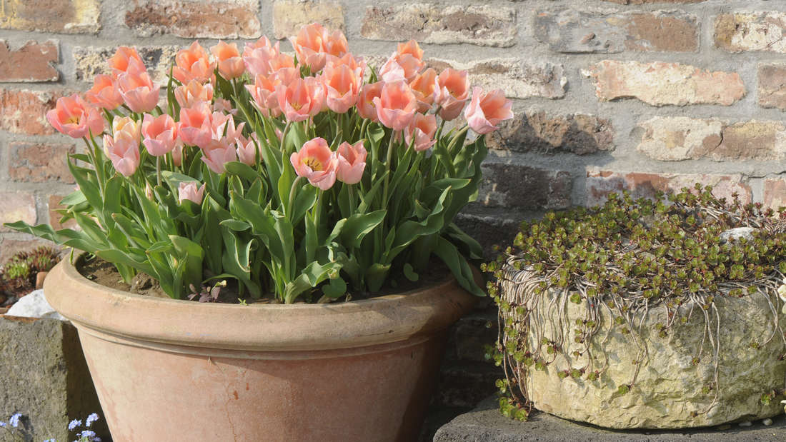 Garten Takt Verkäufe -Garten Takt Verkäufe 35614233 tulpen in einem topf 1JJtWihITUfe